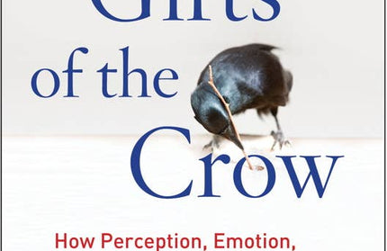 Gifts of the Crow by John Marzluff: Paperback; 320 pages / English