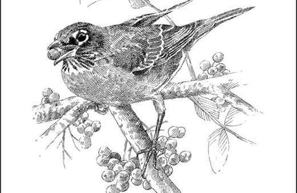 The Serviceberry (Hardcover Book)  by Robin Wall Kimmerer.