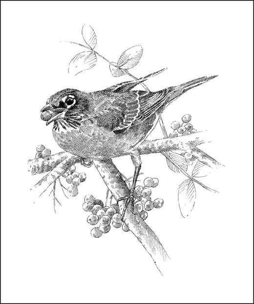 The Serviceberry (Hardcover Book)  by Robin Wall Kimmerer.