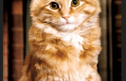 DEWEY the Small-Town Library Cat who touched the World