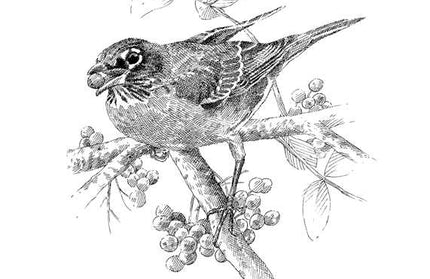 Serviceberry by Robin Wall Kimmerer: Hardcover; 128 pages / English