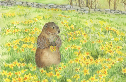 #23 - Daffodil Meadow Notecard